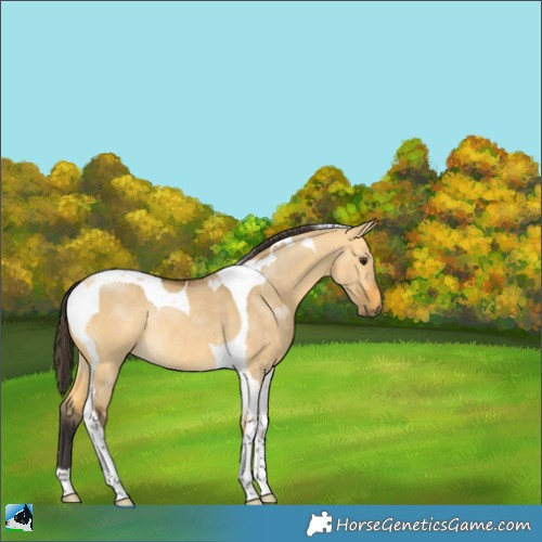 Horse Color:Buckskin Dun Tobiano Rabicano 