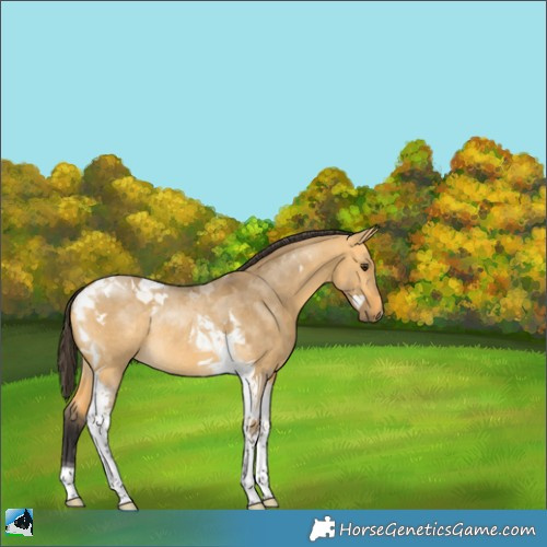 Horse Color:Buckskin Dun Tobiano Rabicano 