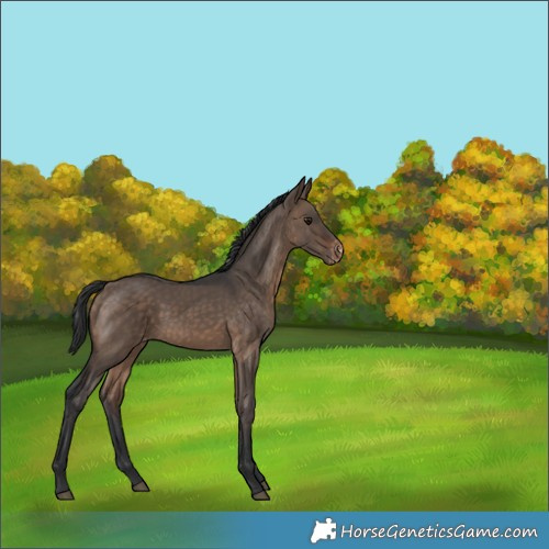 Horse Color:Brown Dun Appaloosa 