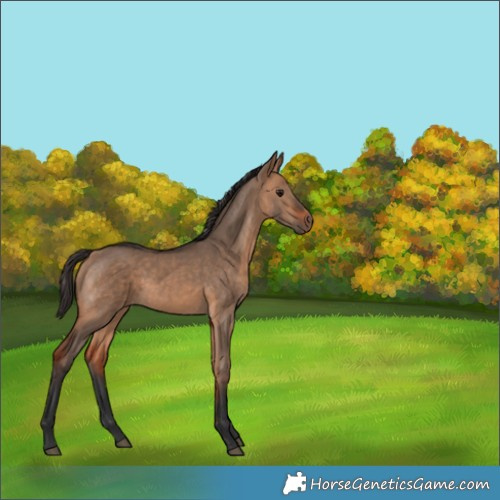 Horse Color:Bay Dun 