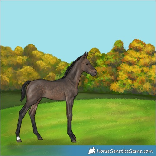 Horse Color:Brown Dun 
