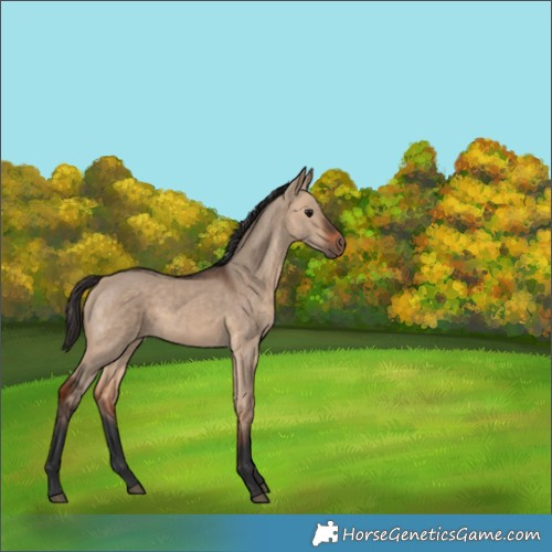 Horse Color:Bay Dun 