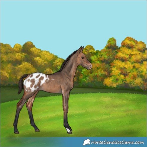 Horse Color:Bay Dun Appaloosa Brindle 