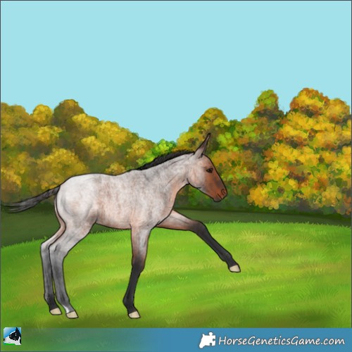 Horse Color:Brown Roan 