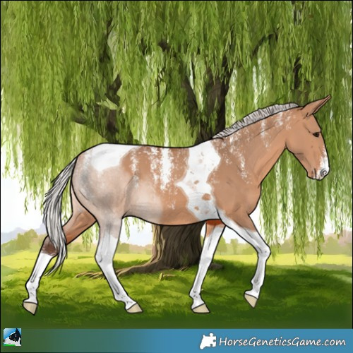 Horse Color:Powder White Silver Brown Dun Tobiano 