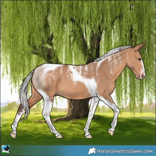 Horse Color:Powder White Silver Brown Dun Tobiano 