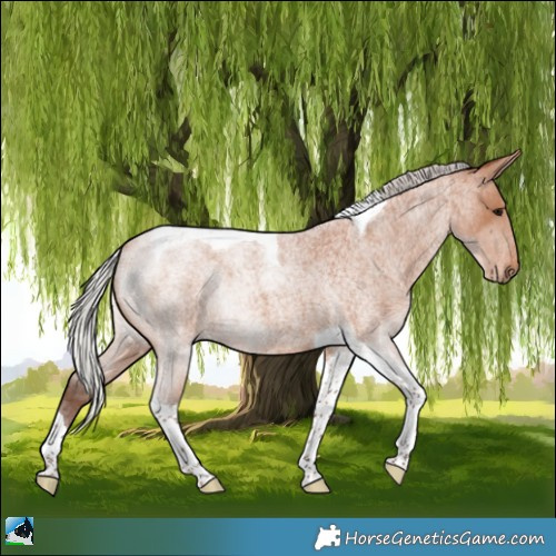 Horse Color:Silver Bay Roan Tobiano