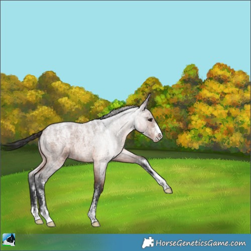 Horse Color:Powder White Brown Roan 
