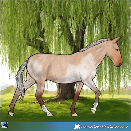 Horse Color:Silver Bay Roan Dun 