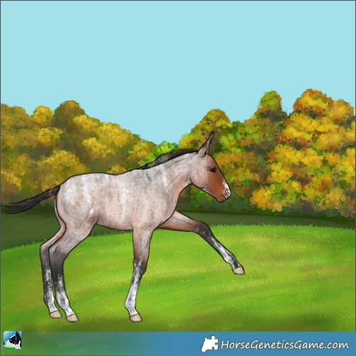 Horse Color:Powder White Brown Roan 