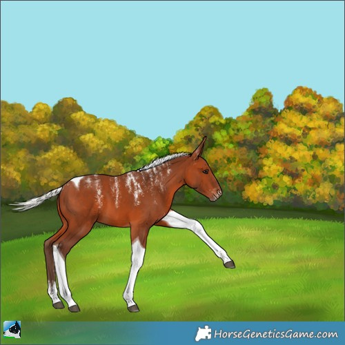 Horse Color:Powder White Silver Brown Tobiano 