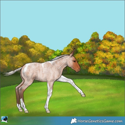 Horse Color:Silver Bay Roan Tobiano 