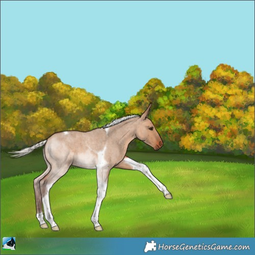 Horse Color:Silver Brown Roan Dun Tobiano 