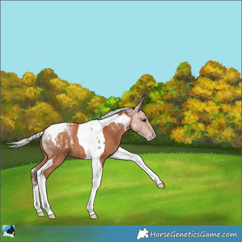 Horse Color:Powder White Silver Bay Tobiano 