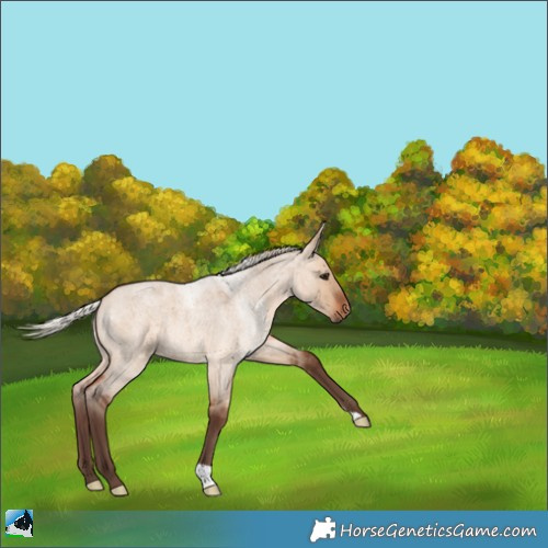 Horse Color:Silver Brown Roan Dun 