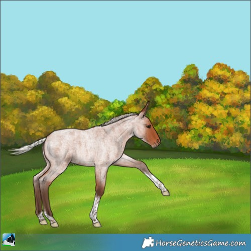 Horse Color:Silver Bay Roan Tobiano 