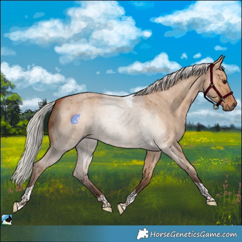 Horse Color:Silver Bay Roan Dun Tobiano 