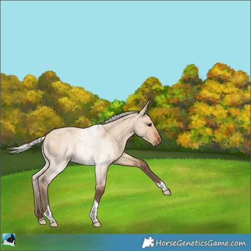 Horse Color:Silver Bay Roan Dun Tobiano 