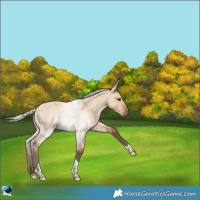 Horse Color:Silver Bay Roan Dun Tobiano 