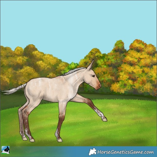 Horse Color:Powder White Silver Bay Roan Dun 