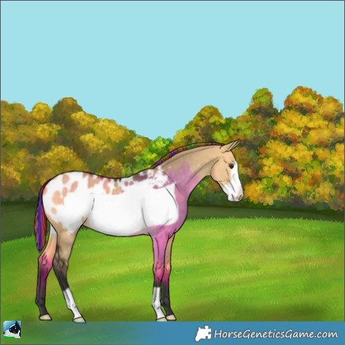 Horse Color:Painted Buckskin Dun Frame Appaloosa 