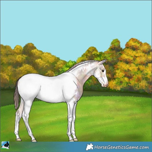 Horse Color:Nacre Bay Dun Tobiano Frame Appaloosa 
