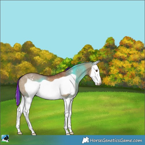 Horse Color:Painted Bay Dun Splash Frame Appaloosa Rabicano 