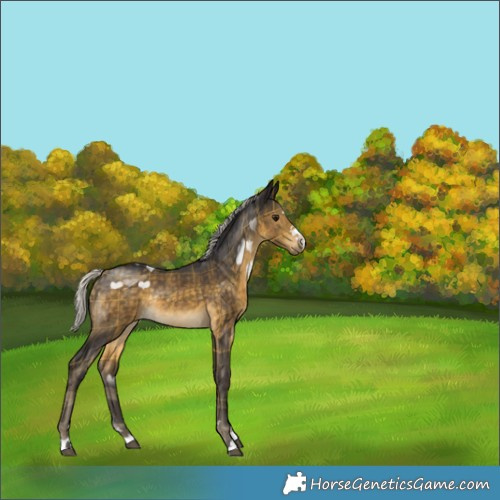 Horse Color:Plaid  Silver Buckskin Rabicano 