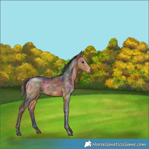 Horse Color:Nacre Buckskin 