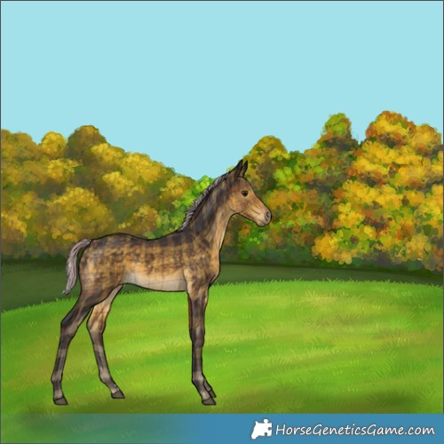 Horse Color:Plaid  Silver Buckskin Rabicano 