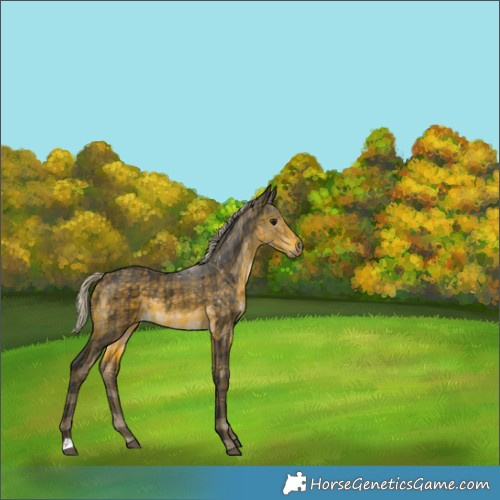 Horse Color:Plaid  Silver Buckskin Rabicano 