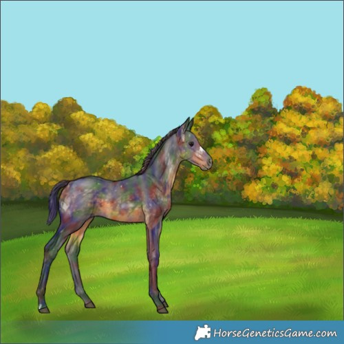 Horse Color:Nacre Buckskin Rabicano 