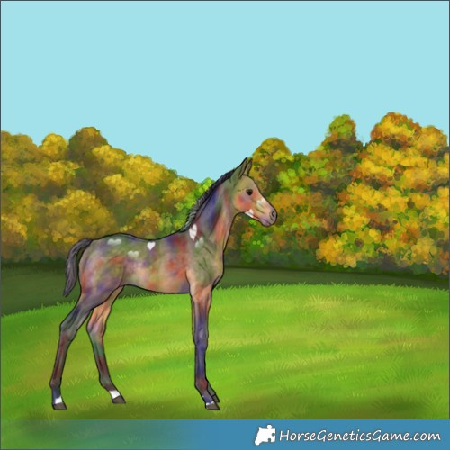 Horse Color:Nacre Buckskin Rabicano 