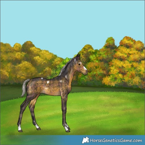 Horse Color:Plaid  Silver Buckskin Rabicano 