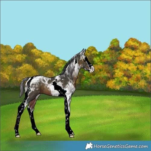 Horse Color:Brown Ice Splash Tobiano 
