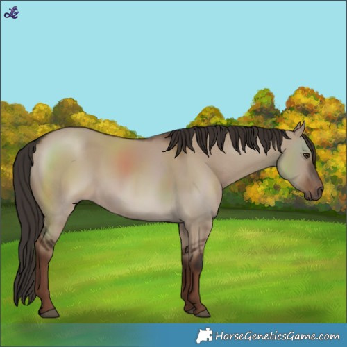 Horse Color:Liver Red Dun Rabicano