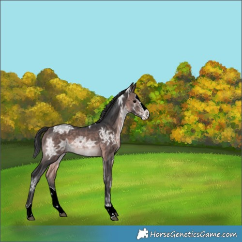 Horse Color:Platinum Bay Ice Splash Rabicano 