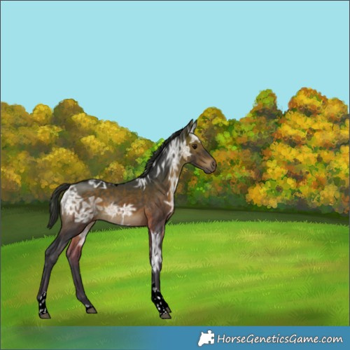 Horse Color:Bay Ice Tobiano Rabicano