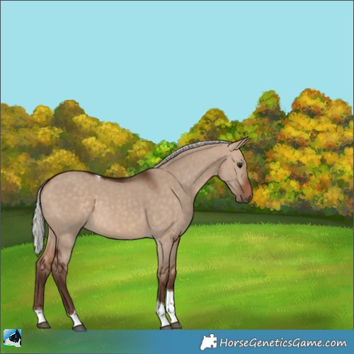 Horse Color:Silver Bay Dun Tobiano 