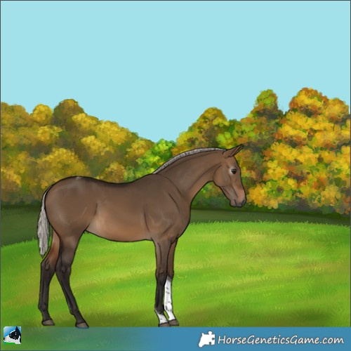 Horse Color:Gray Silver Bay Dun Tobiano 