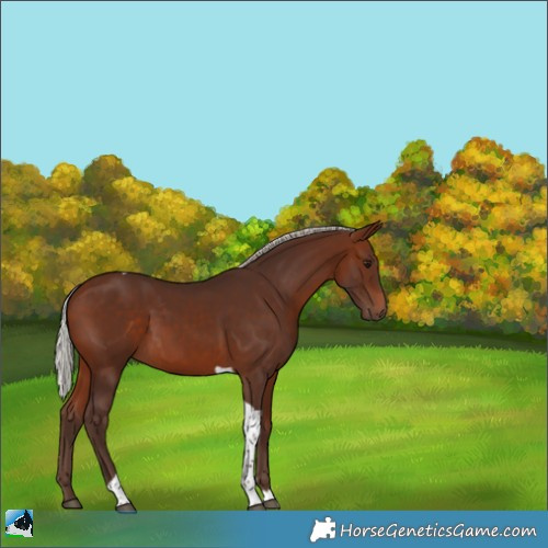 Horse Color:Silver Bay Tobiano 