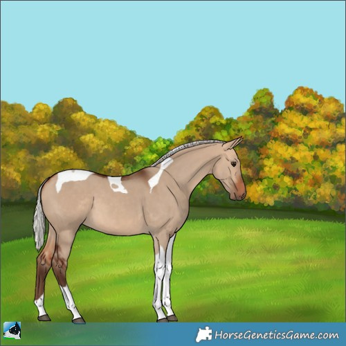Horse Color:Silver Bay Dun Tobiano 