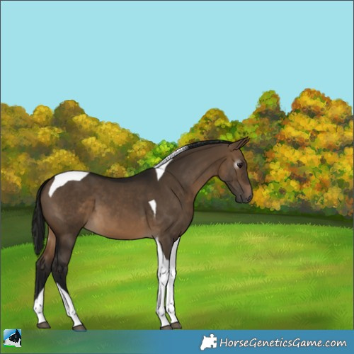 Horse Color:Gray Bay Dun Tobiano 