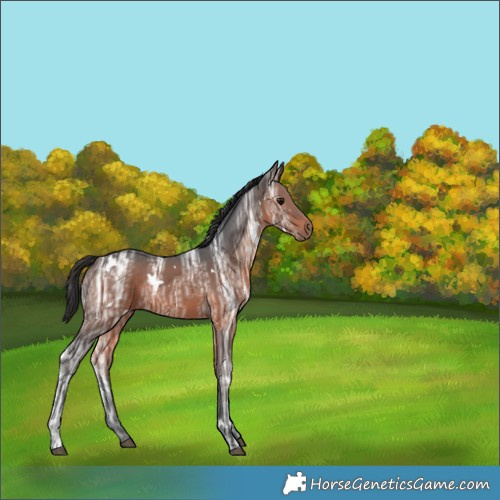 Horse Color:White Spotted Brown Ice 