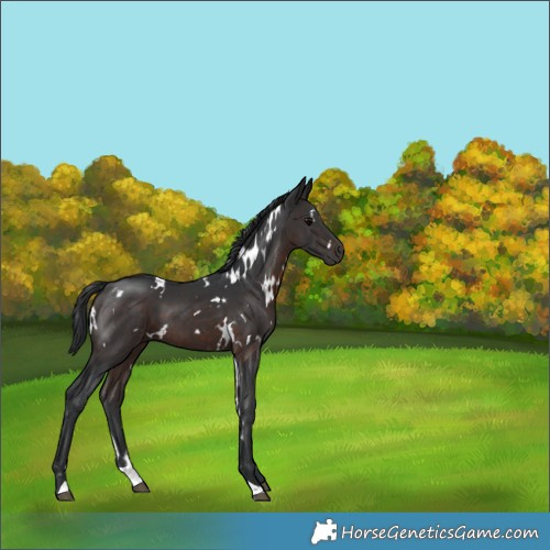 Horse Color:White Spotted Brown 