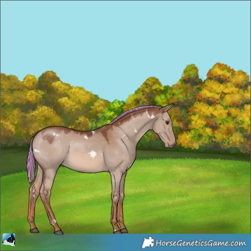 Horse Color:Painted White Spotted Red Dun Mushroom 