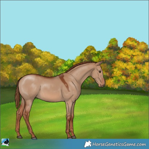 Horse Color:Red Dun 