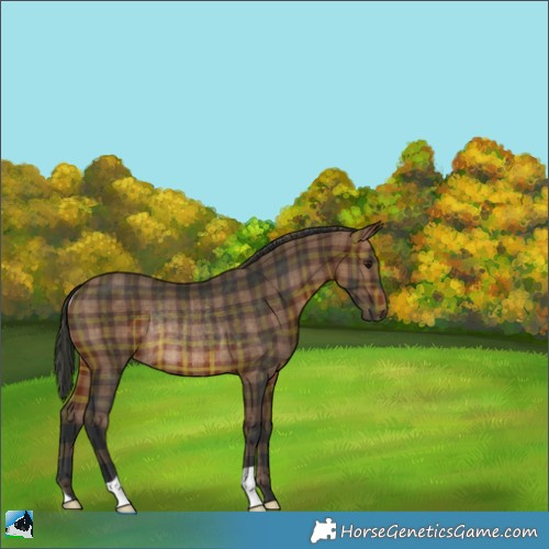 Horse Color:Plaid  Brown Rabicano 
