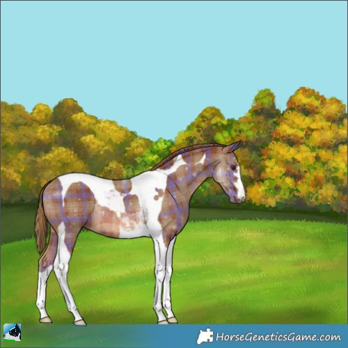 Horse Color:Plaid  Chestnut Tobiano Rabicano 