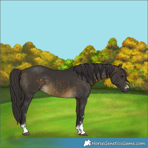 Horse Color:Buckskin 